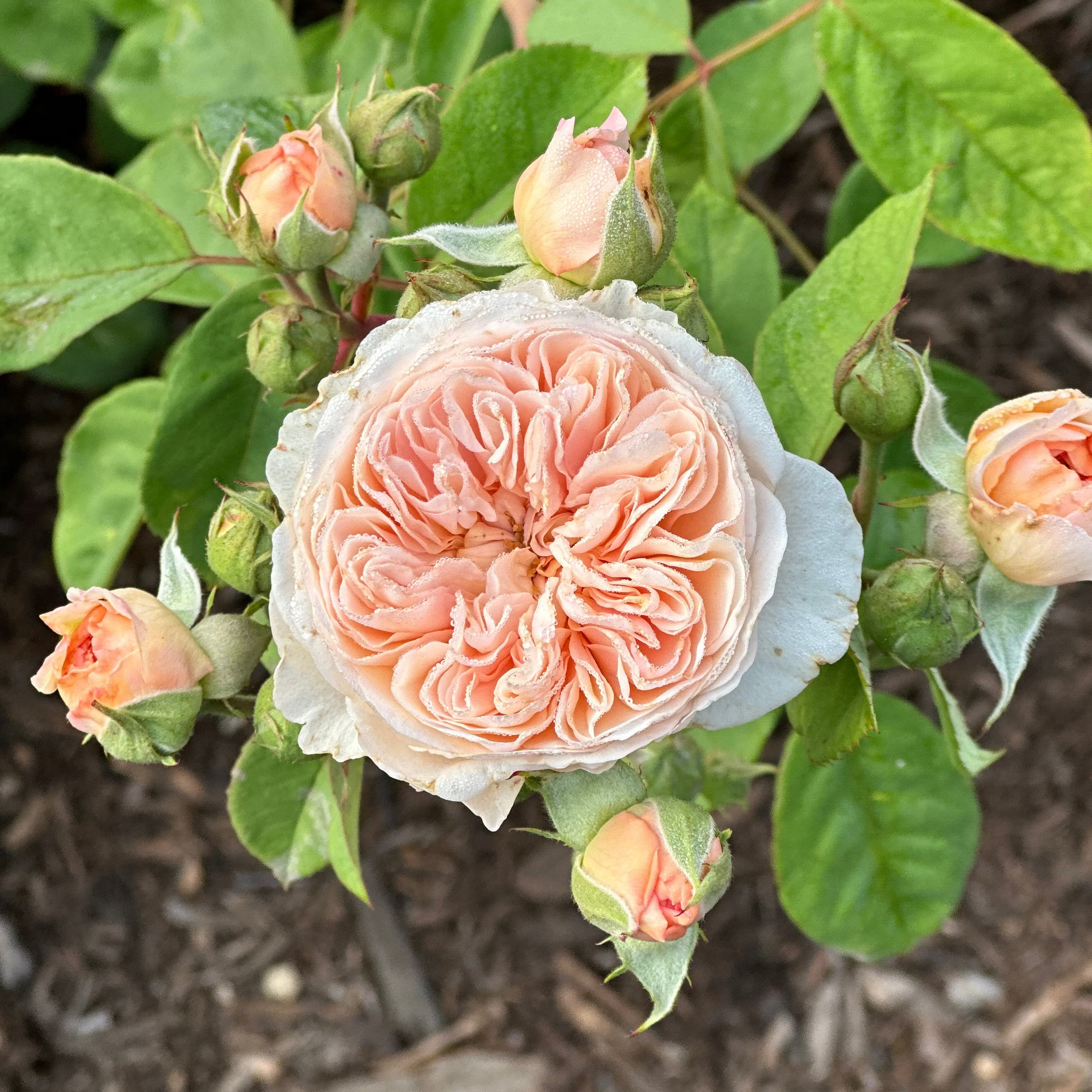Jules Verne Potted Rose Bush