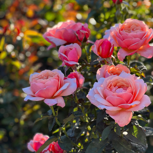 State of Grace™ Bare Root Tree Rose