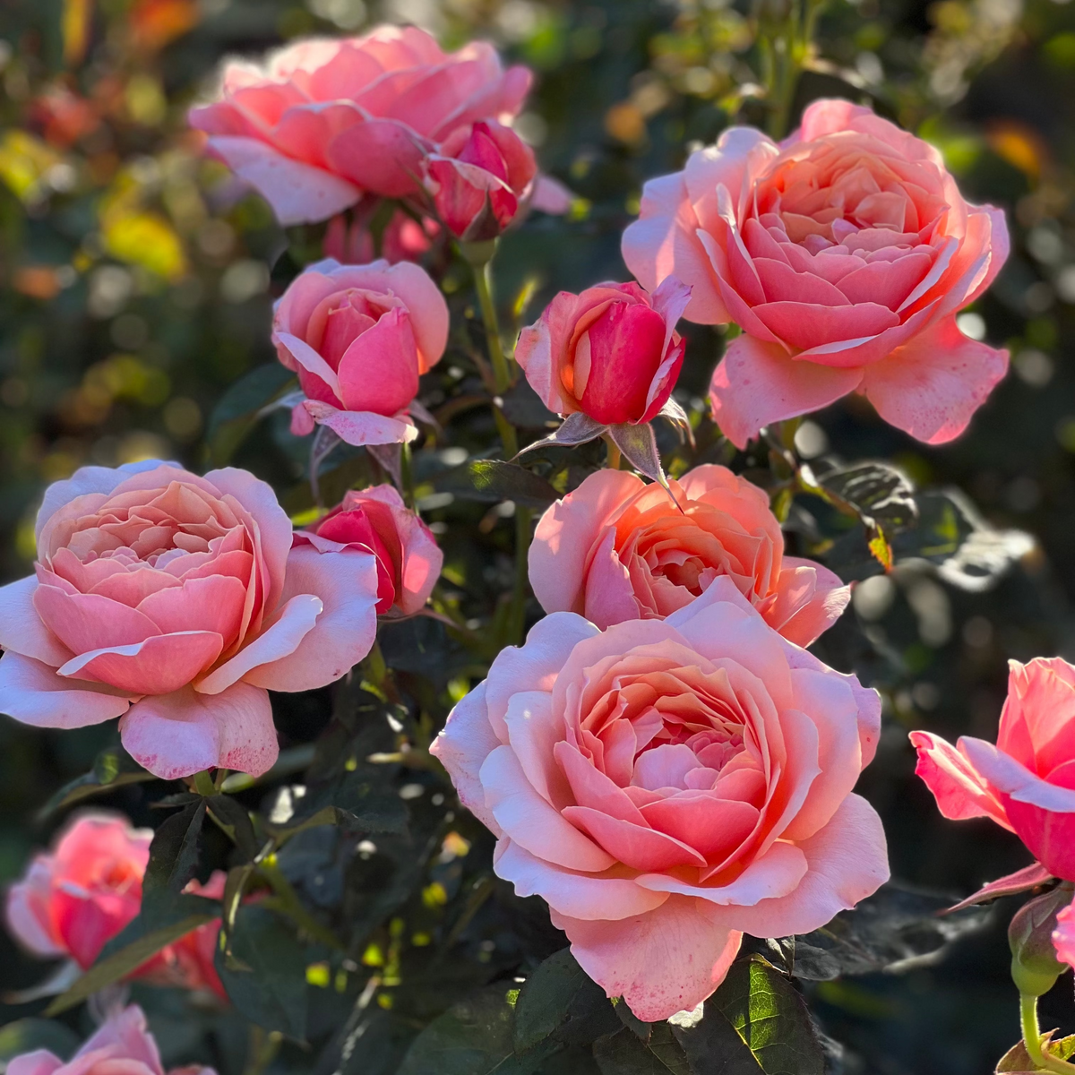 State of Grace™ Potted Tree Rose
