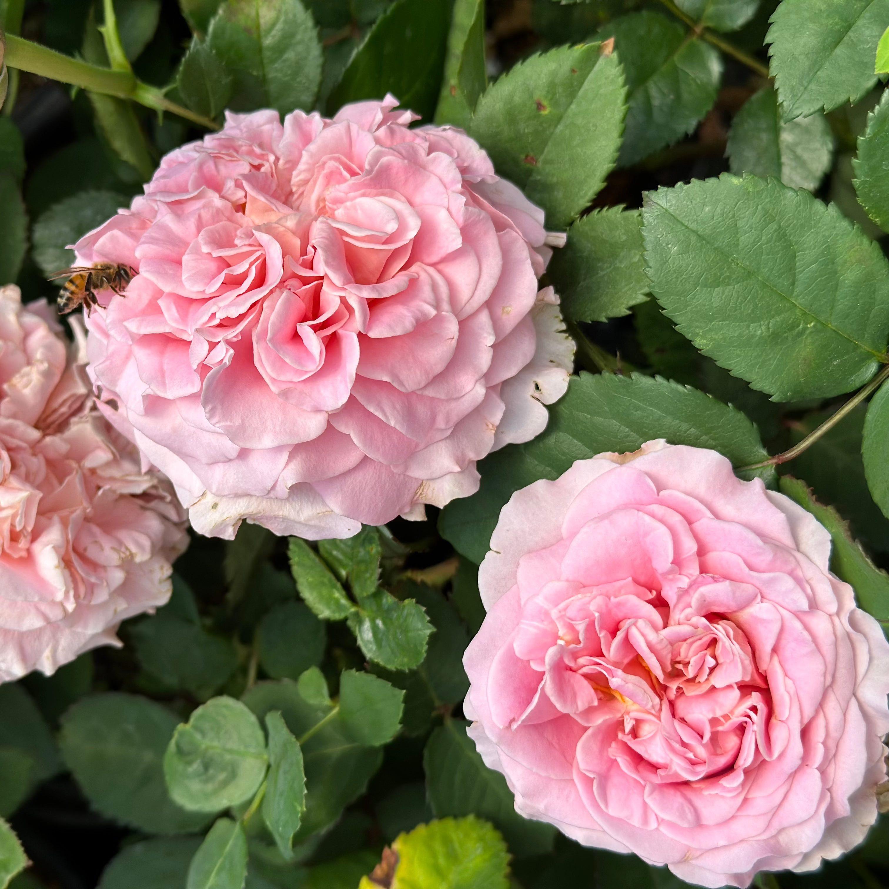 Gracie’s Blooms & Branches™ Bundles - Ashley