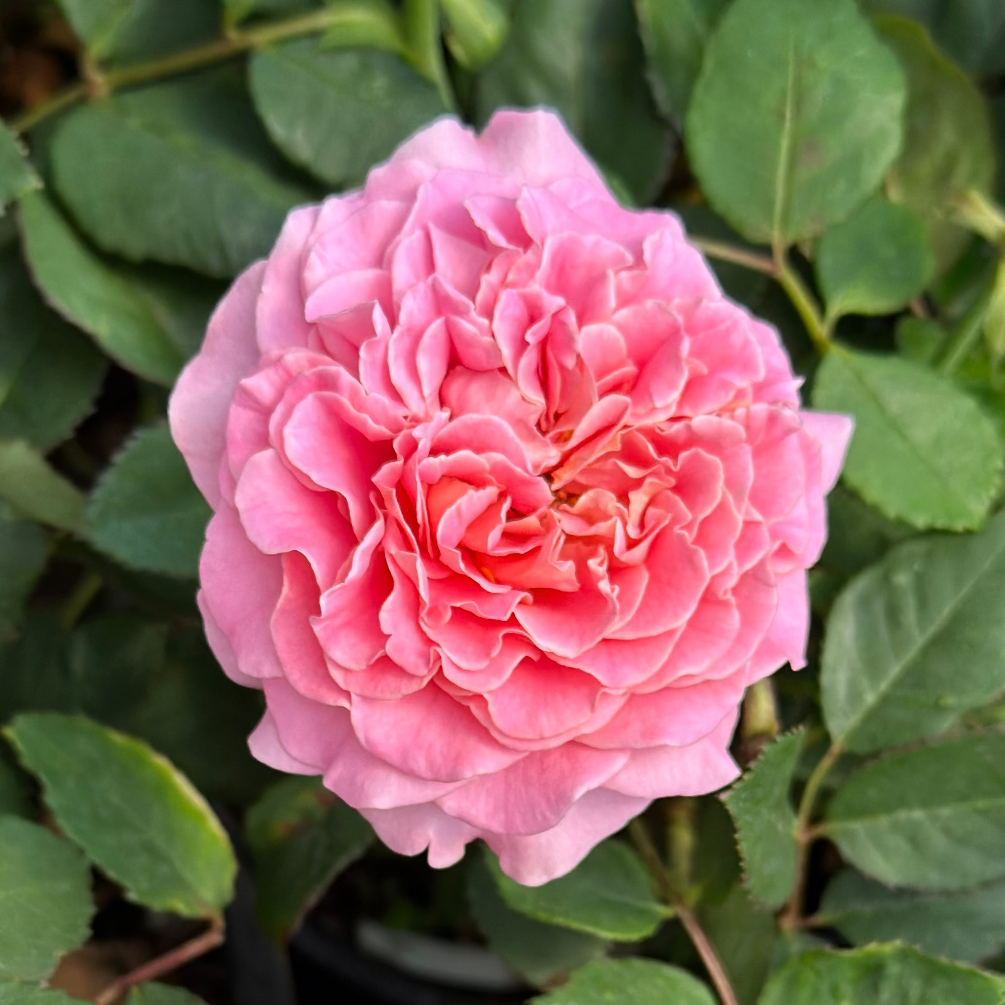 Gracie’s Blooms & Branches™ Bundles - Ashley
