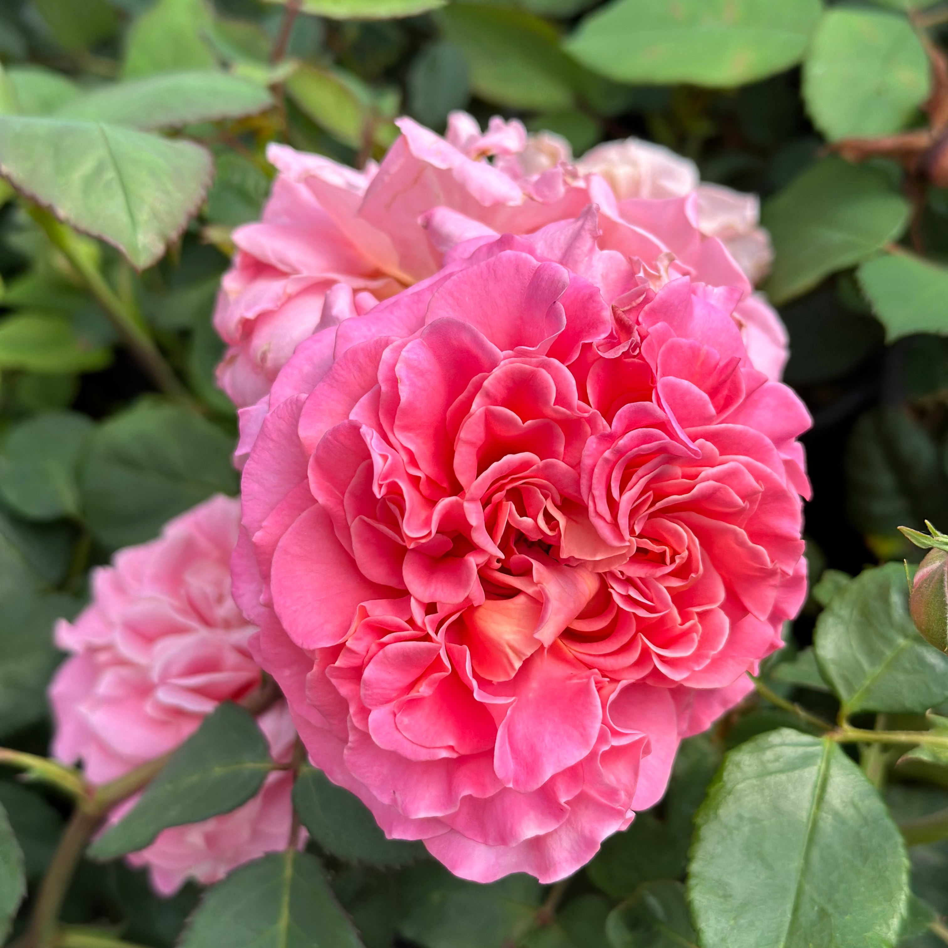 Gracie’s Blooms & Branches™ Bundles - Ashley