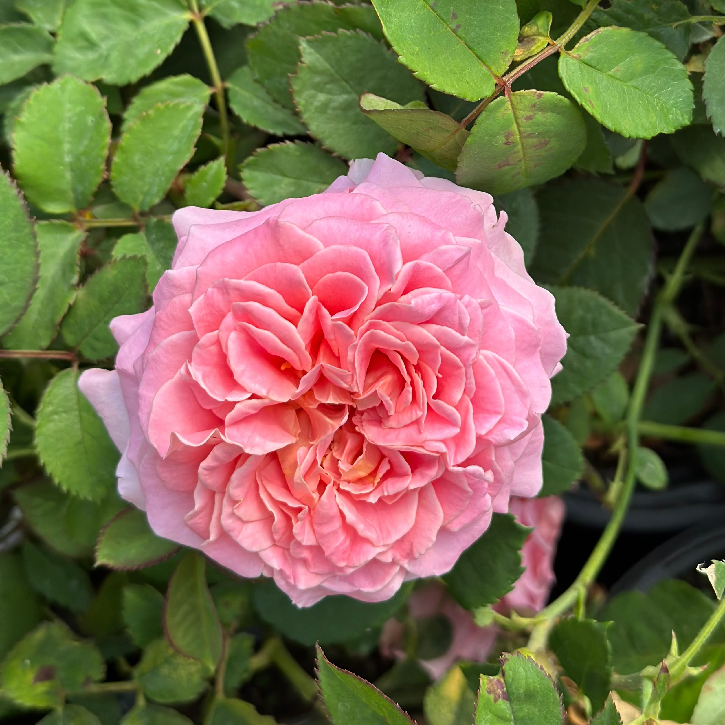 Gracie’s Blooms & Branches™ Bundles - Ashley