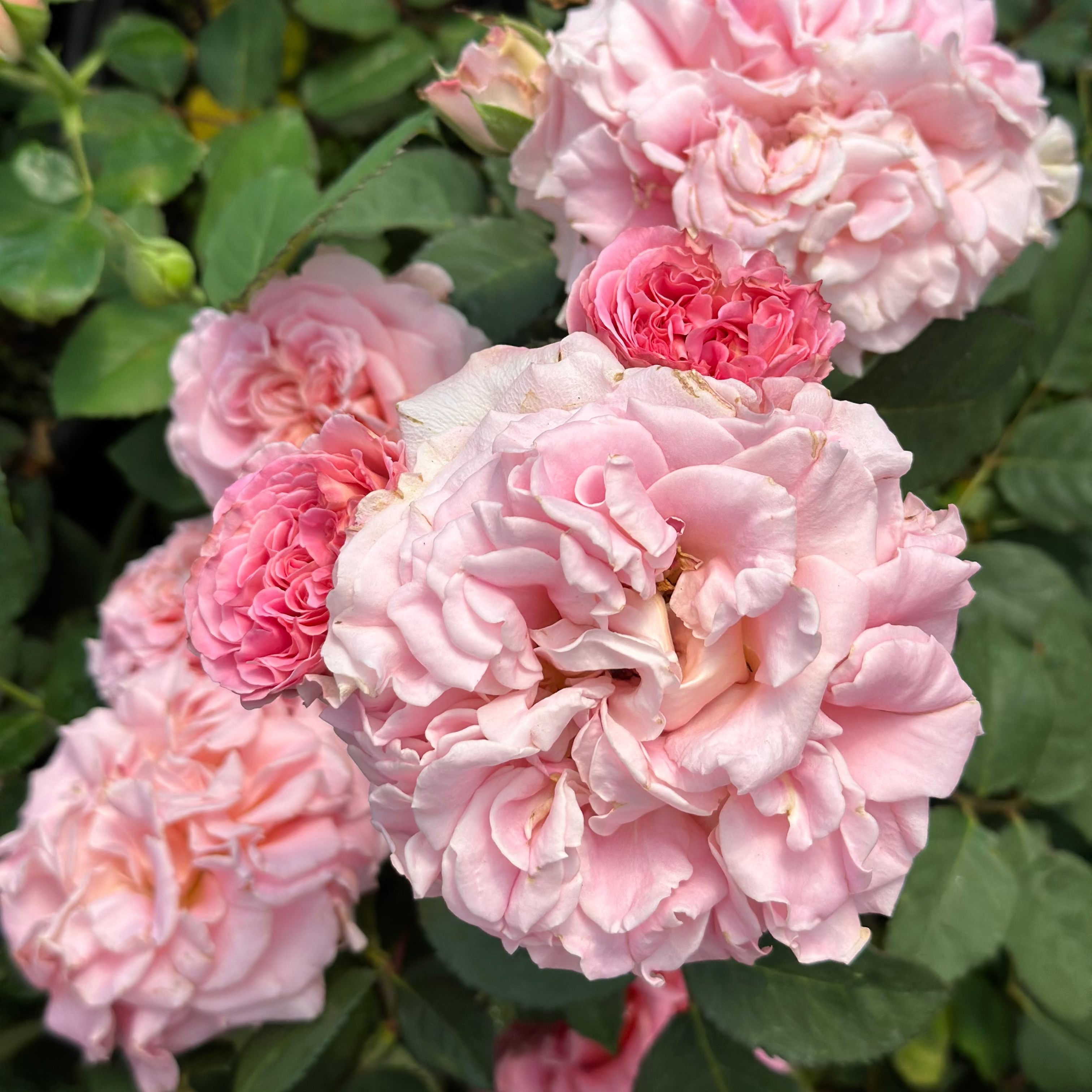 Gracie’s Blooms & Branches™ Bundles - Ashley