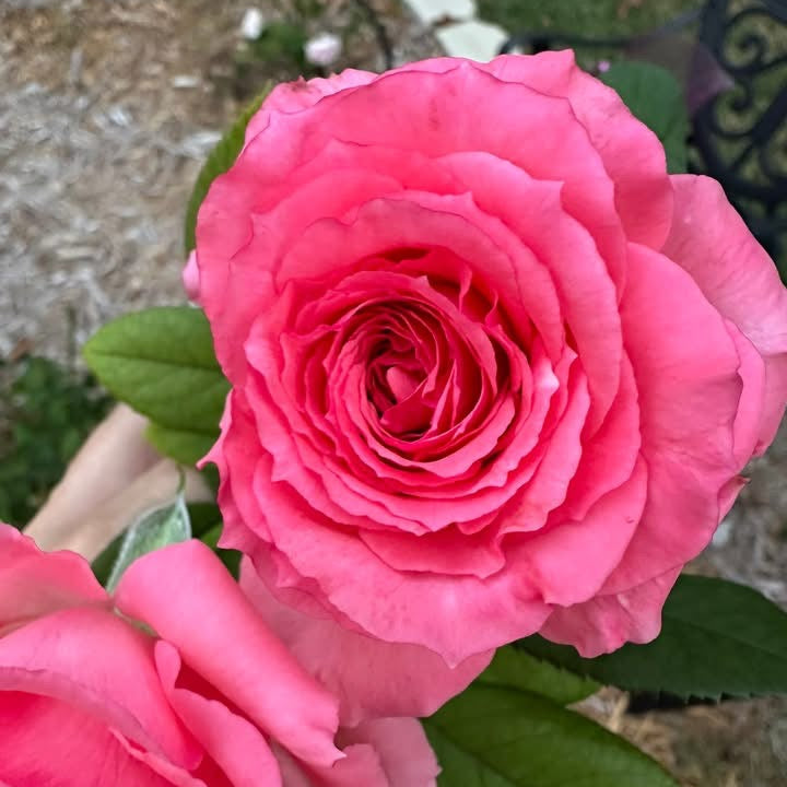 Canada Blooms Bare Root Rose Bush