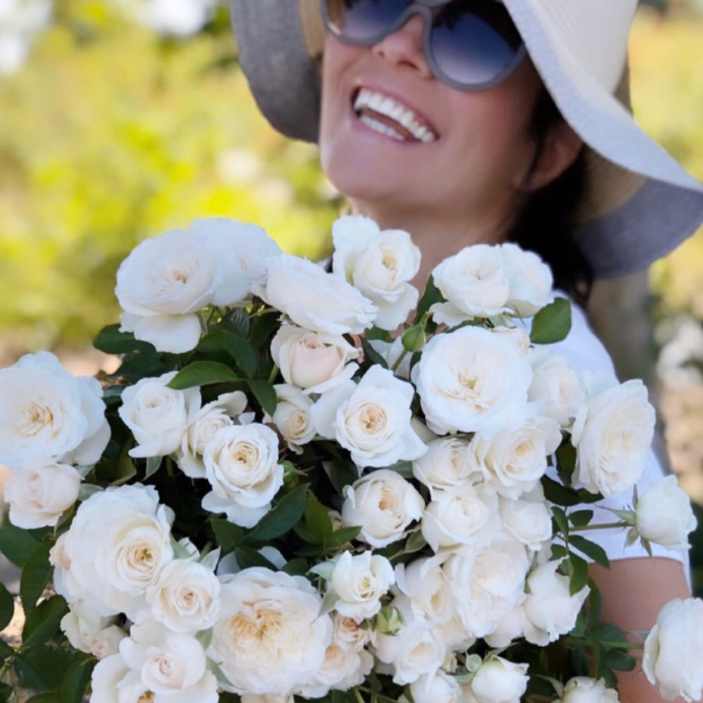 Pure Perfume Potted Rose Bush