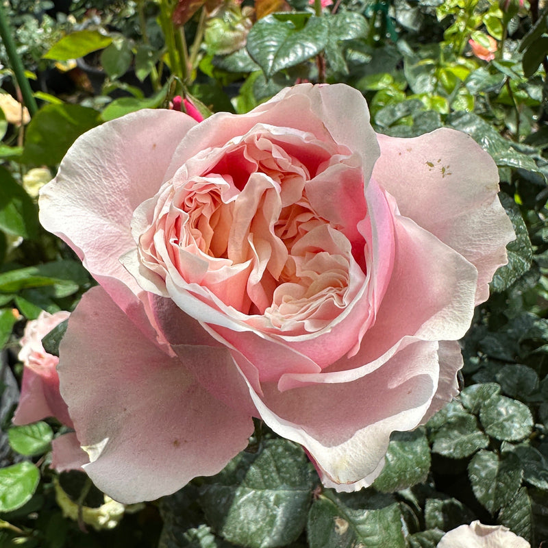 Notting Hill™ Rose Bush