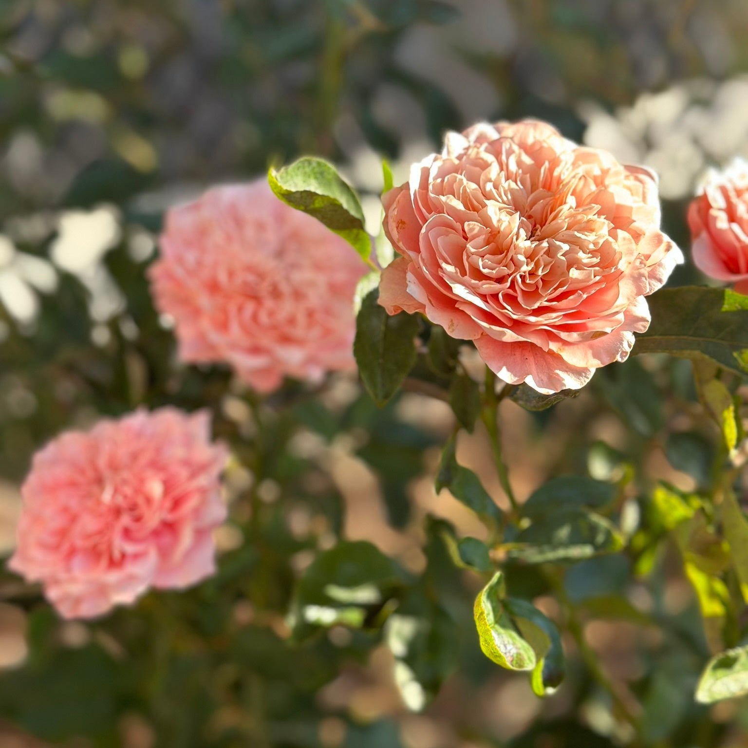 Wabara® Mikoto® Potted Rose Bush
