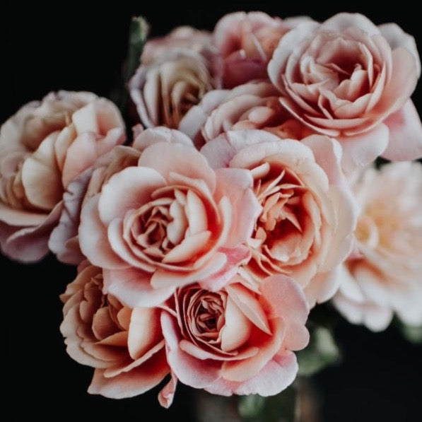 Distant Drums Bare Root Rose Bush