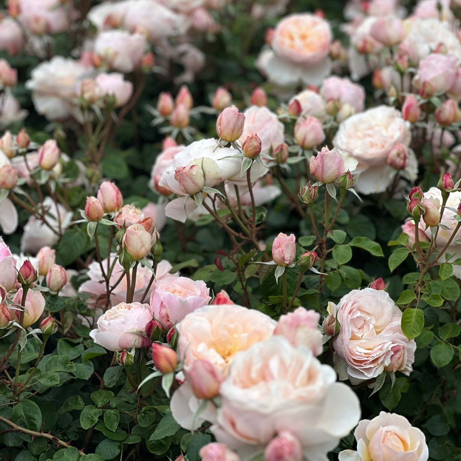 Moonlight in Paris™ Bare Root Rose Bush