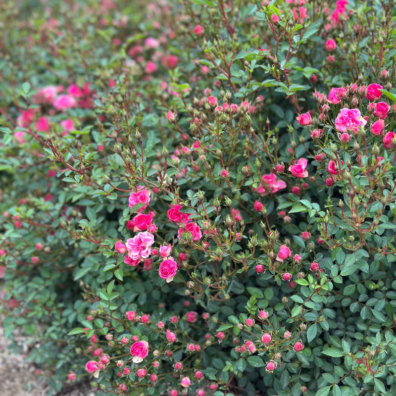 Wanderlust Roses™ Pink Tumbleweed™ Potted Rose Bush
