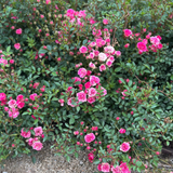 Wanderlust Roses™ Pink Tumbleweed™ Potted Rose Bush