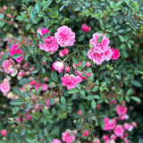 Wanderlust Roses™ Pink Tumbleweed™ Potted Rose Bush
