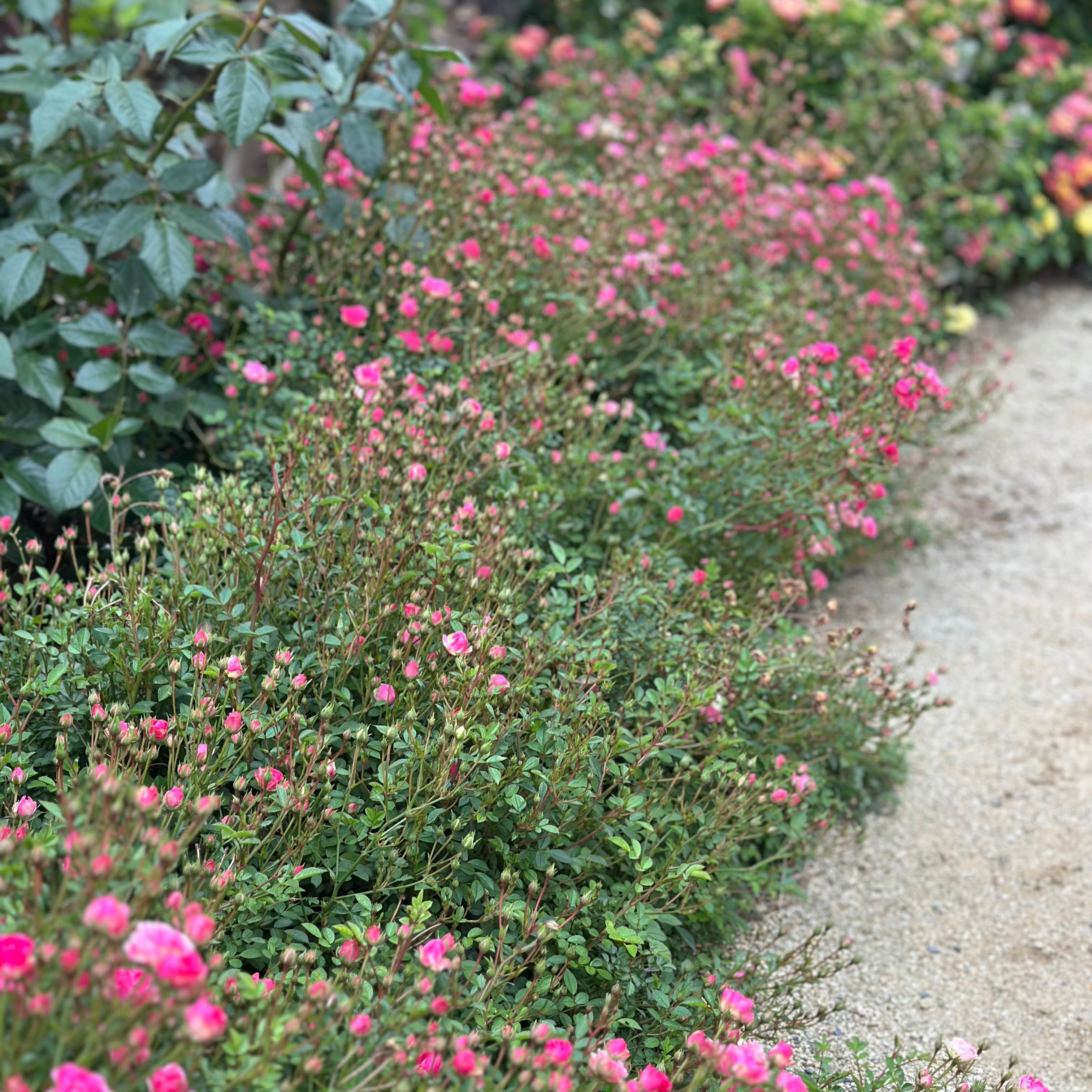 Wanderlust Roses™ Pink Tumbleweed™ Potted Rose Bush