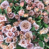 Koko Loko™ Rose Bush