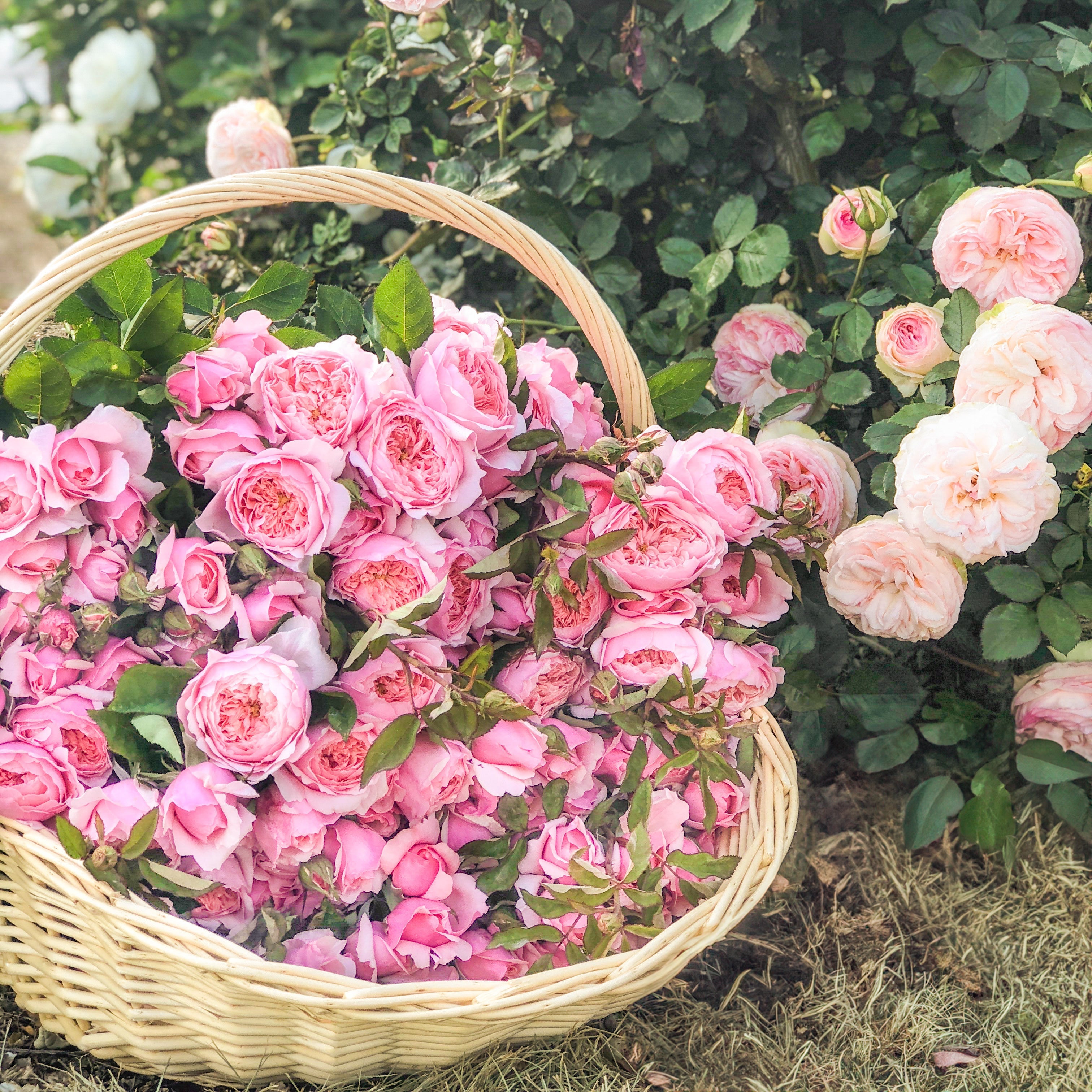 David Austin® The Alnwick Rose® Potted Rose Bush