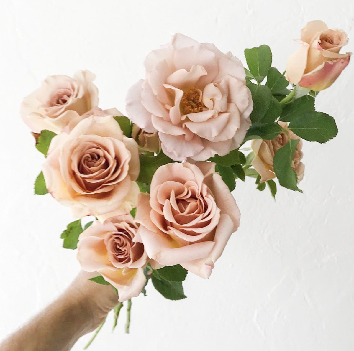 Stephen Rulo Potted Rose Bush