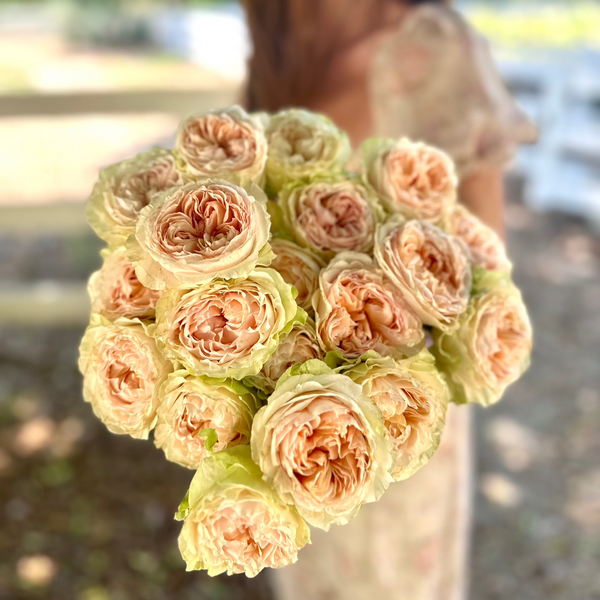 Victorian Bride Rose Bush