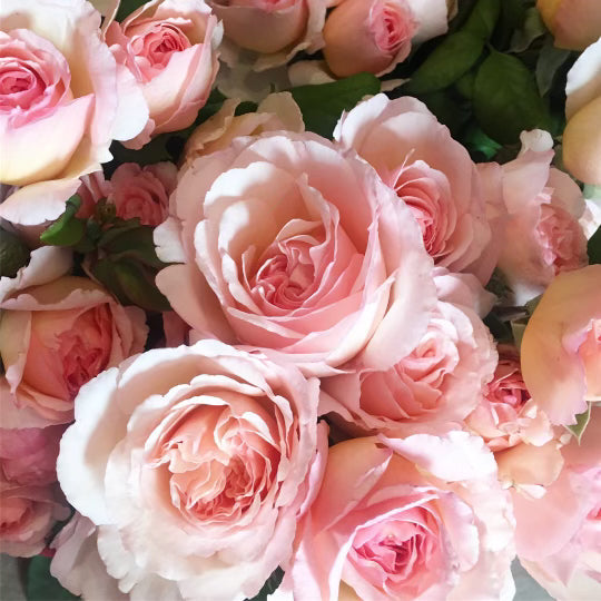 Princesse Charlene de Monaco™ Gardener's Bundle of 6 Bare Root Roses