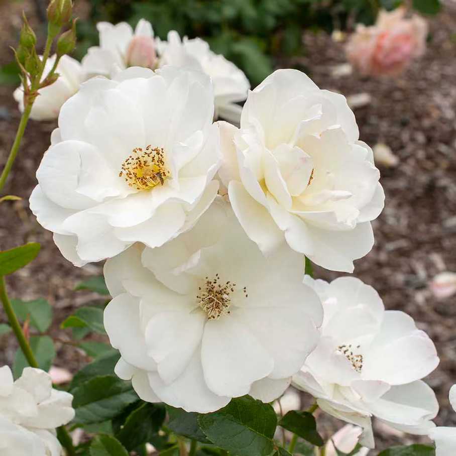 Iceberg® Bare Root Tree Rose