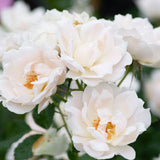 Icecap™ Rose Bush