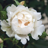 Icecap™ Rose Bush