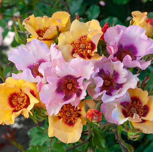 In Your Eyes™ Bare Root Rose Bush