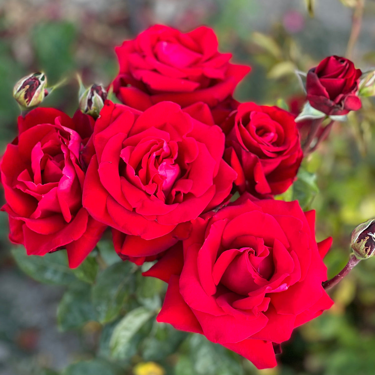 Ingrid Bergman® Bare Root Rose Bush