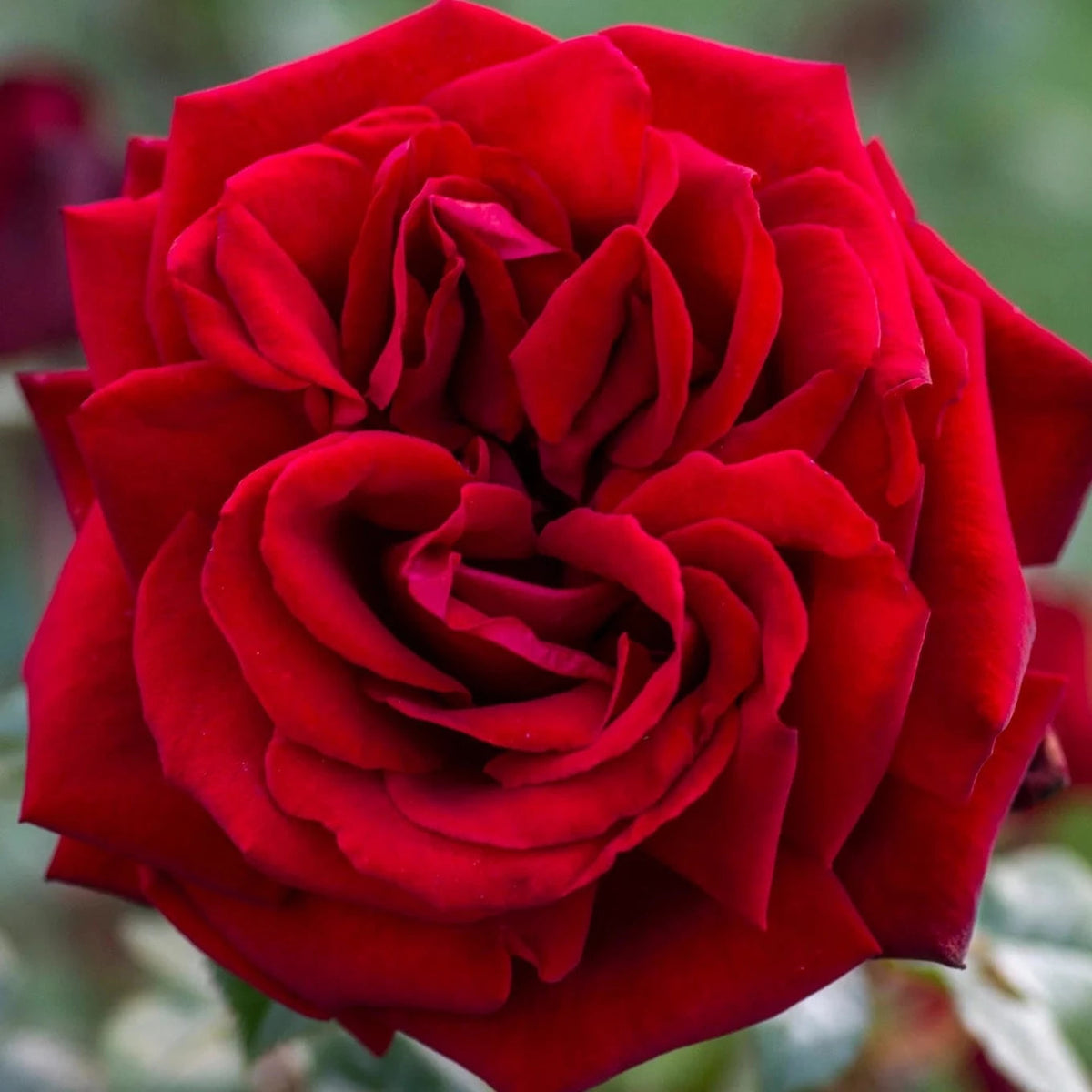 Ingrid Bergman® Potted Rose Bush