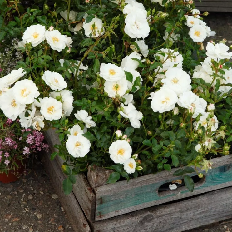 Vigorosa® Innocencia Bare Root Rose Bush