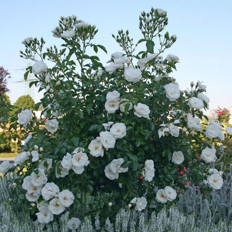 Vigorosa® Innocencia Bare Root Rose Bush