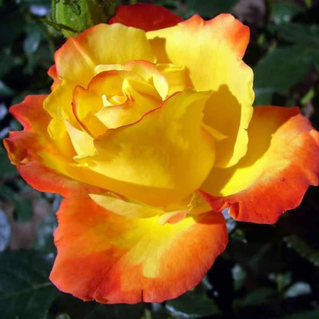 Judy Garland Bare Root Rose Bush