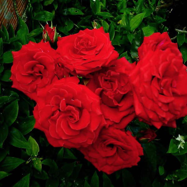 Trumpeter Potted Rose Bush