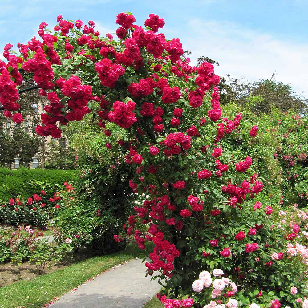 Blaze™ Bare Root Climbing Rose