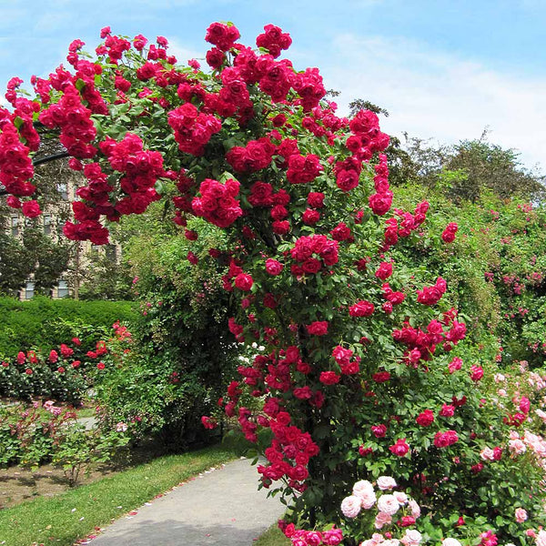 Blaze™ Bare Root Climbing Rose