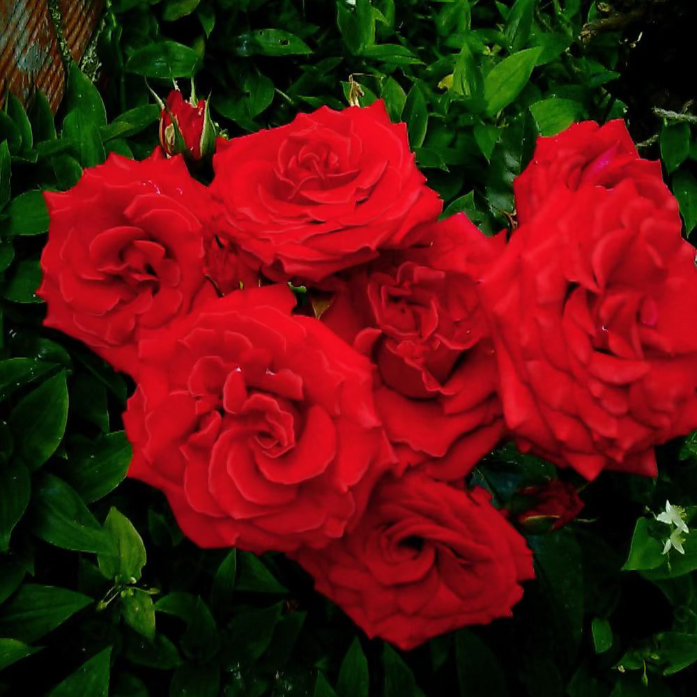 Trumpeter Potted Tree Rose