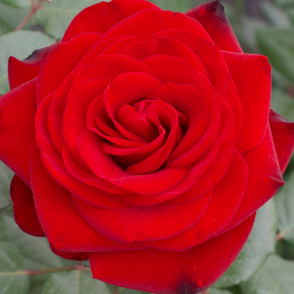 Forever Yours® Potted Rose Bush