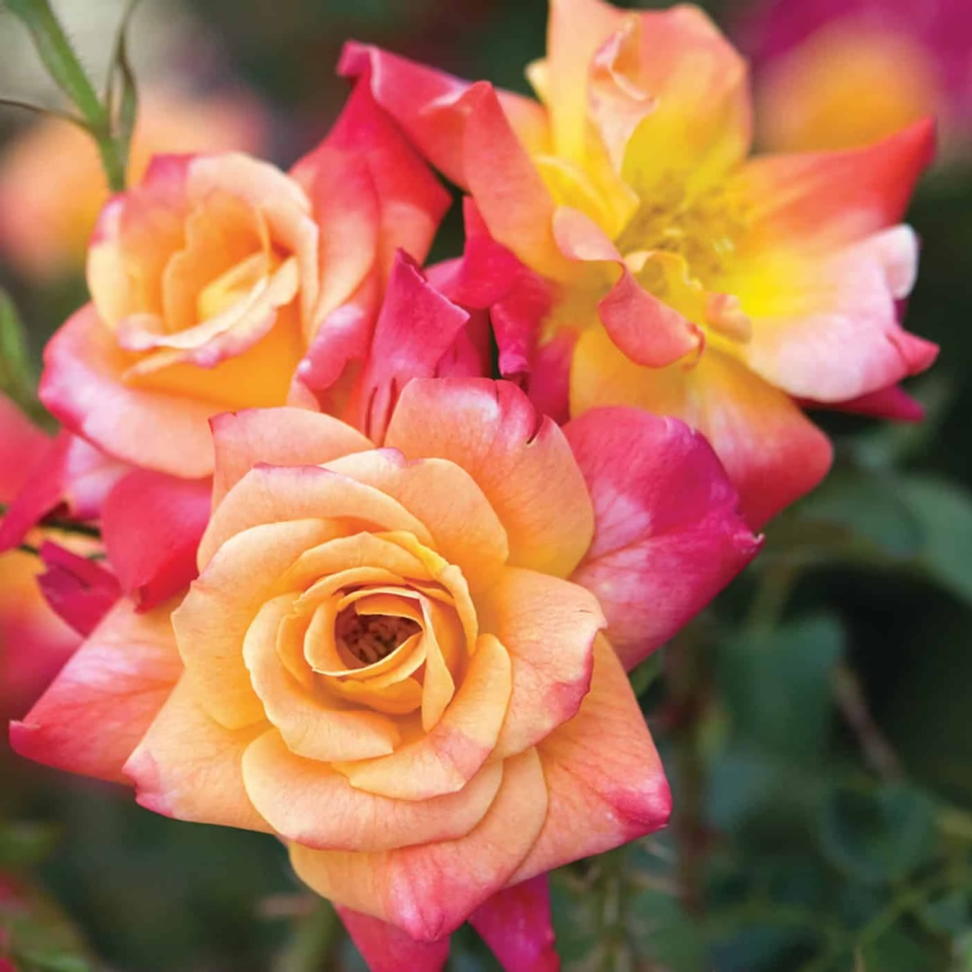 Joseph's Coat Bare Root Climbing Rose