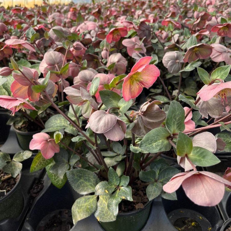 Hellebore FrostKiss® Penny's Pink® Potted Lenten Rose Plant