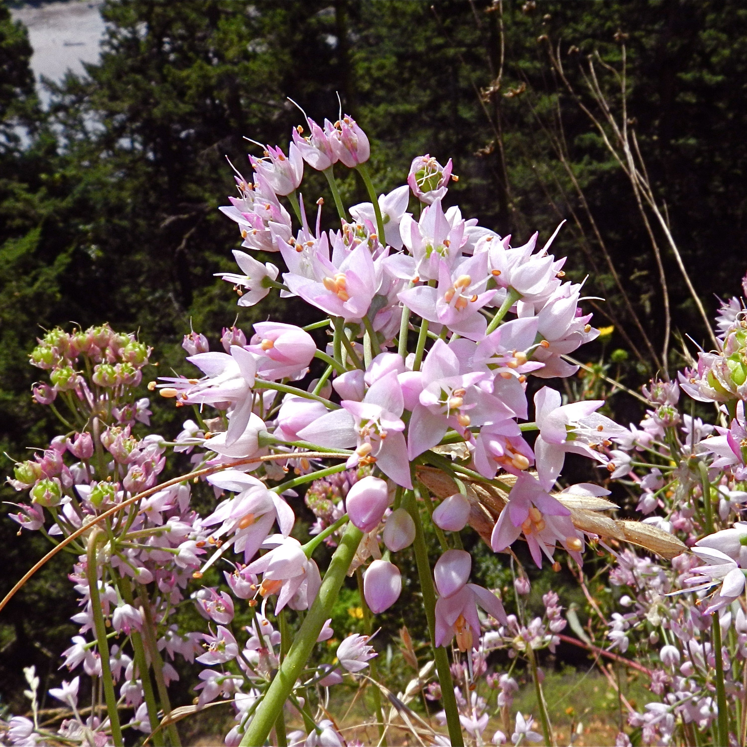 Allium cernuum  Potted Ornamental Onion Plant