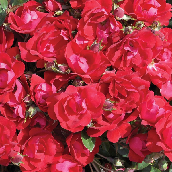 Kolorscape® Kardinal™ Potted Rose Bush