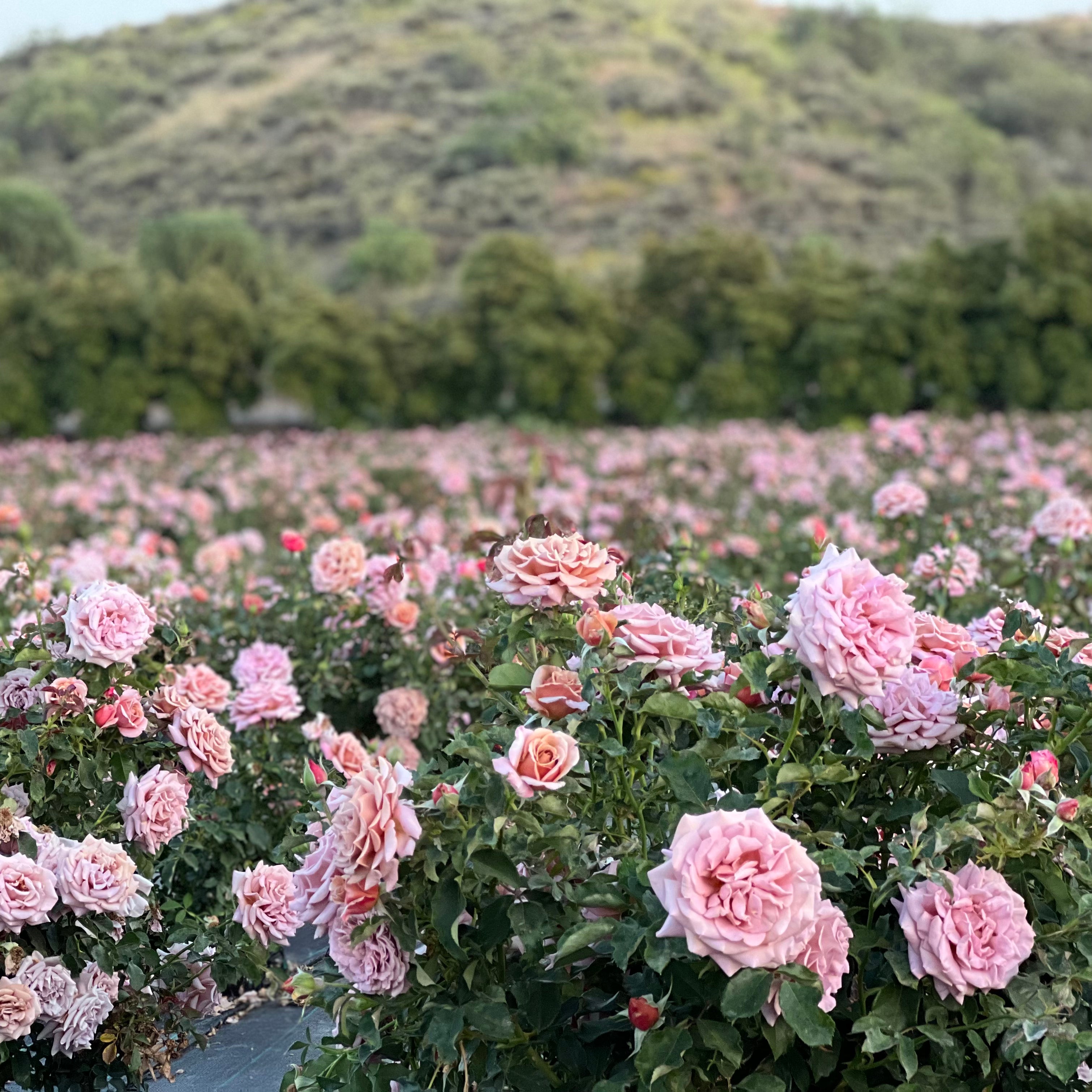 Koko Loko™ Bare Root Rose Bush