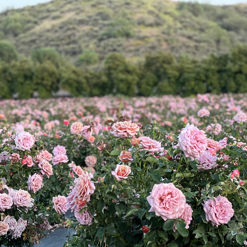 Koko Loko™ Rose Bush