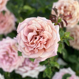 Koko Loko™ Rose Bush