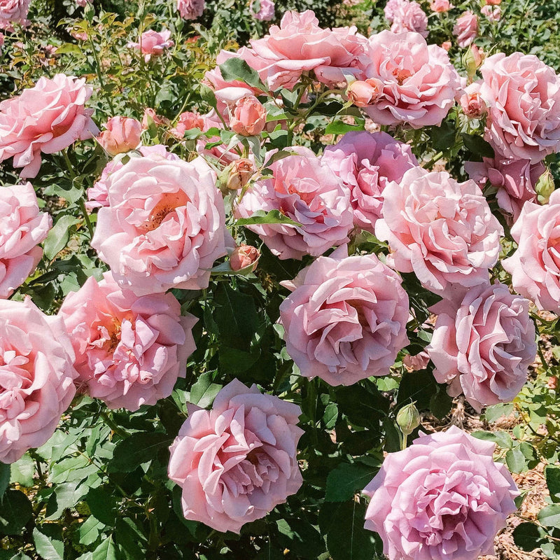 Koko Loko™ Rose Bush