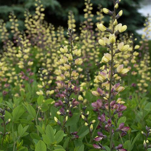 Proven Winners® Baptisia Deluxe Pink Lemonade Potted  False Indigo Plant