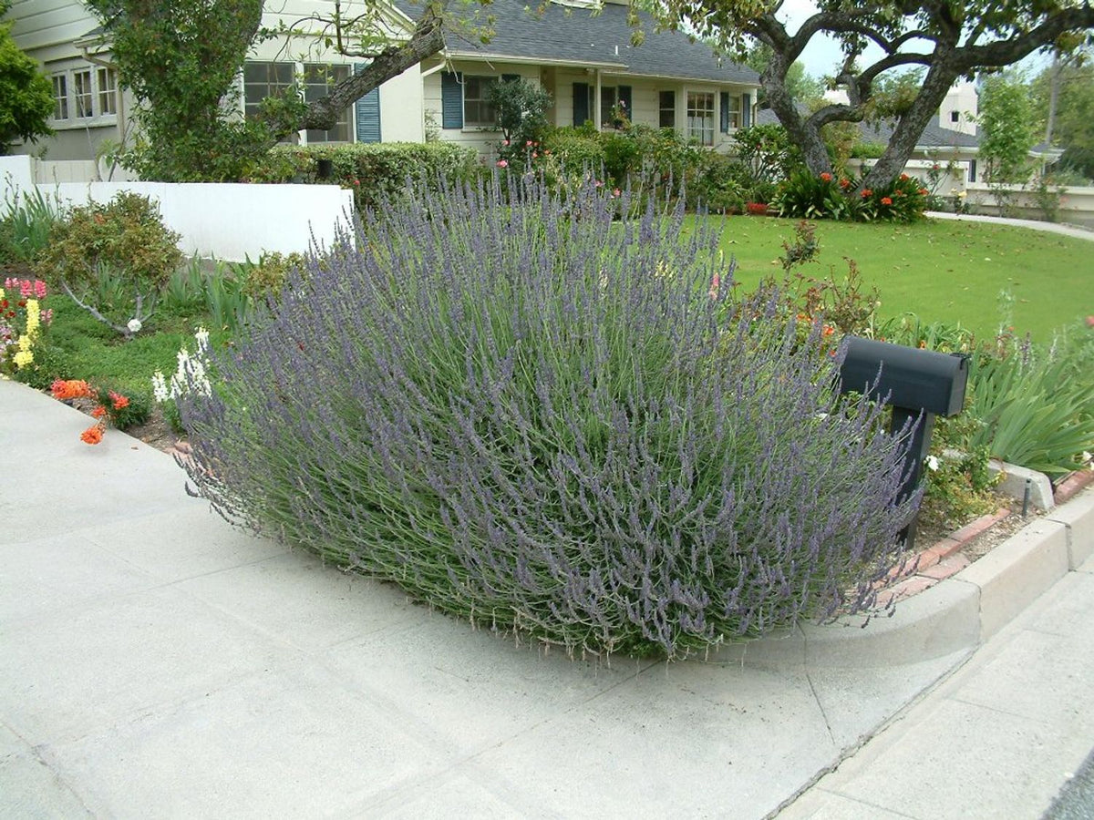 Lavender - Sweet Lavender