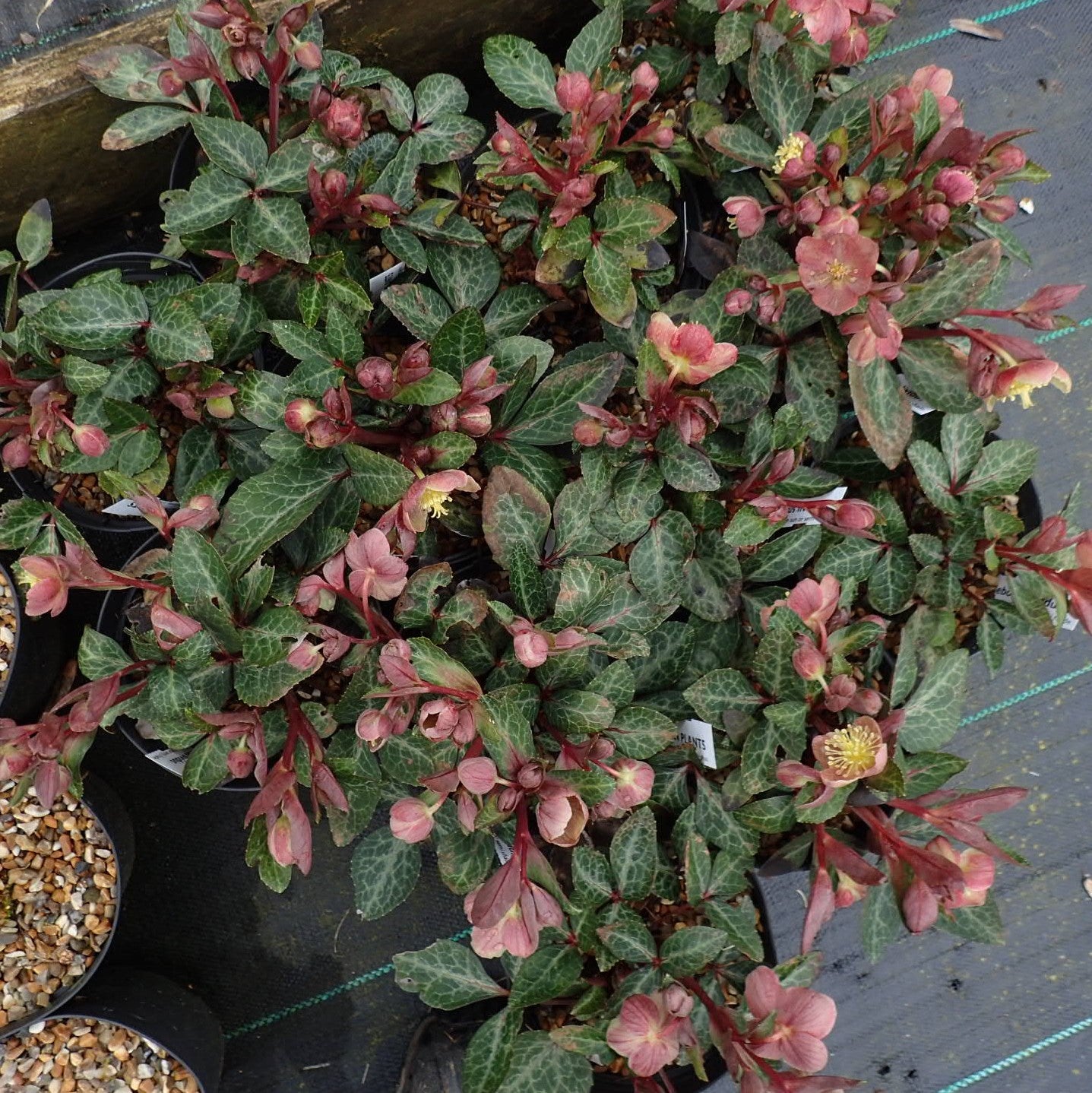 Hellebore FrostKiss® Pippa's Purple Potted Lenten Rose Plant