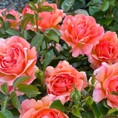 Lady Emily Bare Root Rose Bush