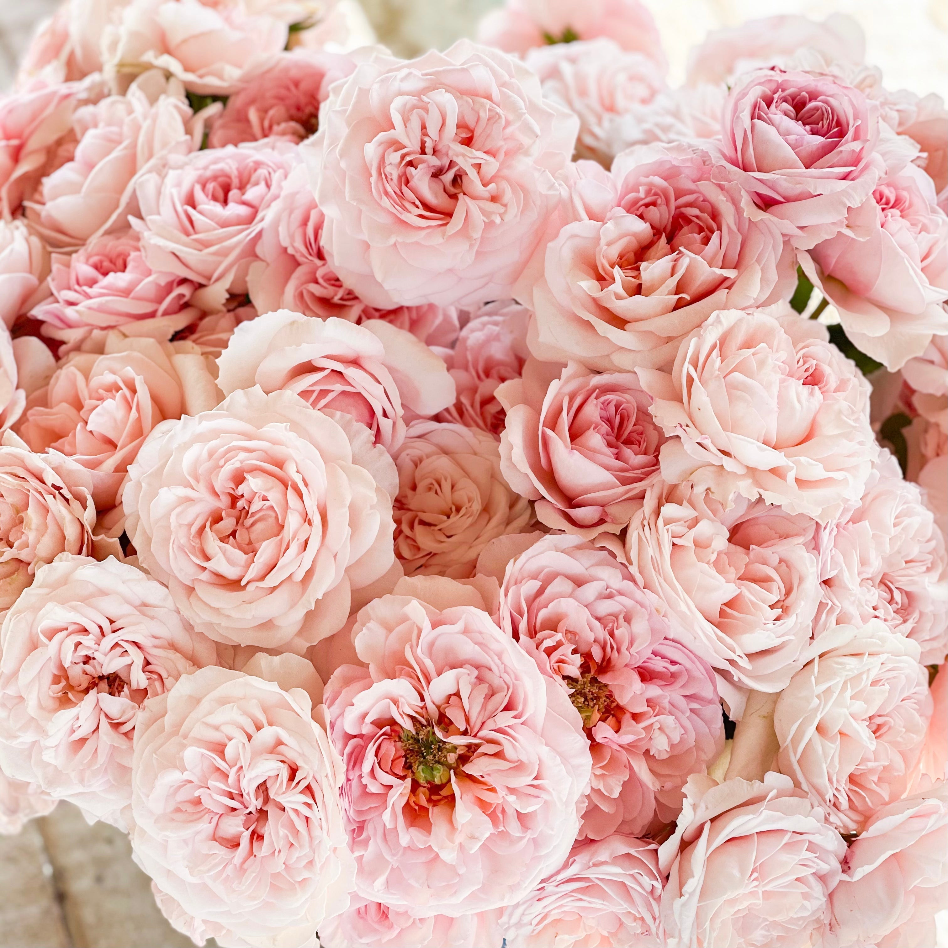 David Austin® The Lady Gardener® Potted Rose Bush